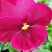 三色堇苗.蝴蝶梅，人面花.三色堇菜