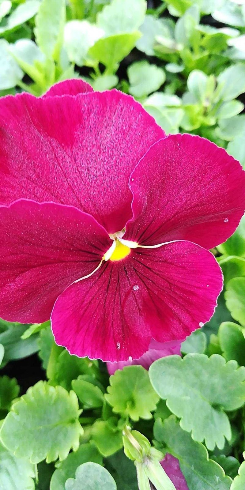 三色堇苗.蝴蝶梅，人面花.三色堇菜