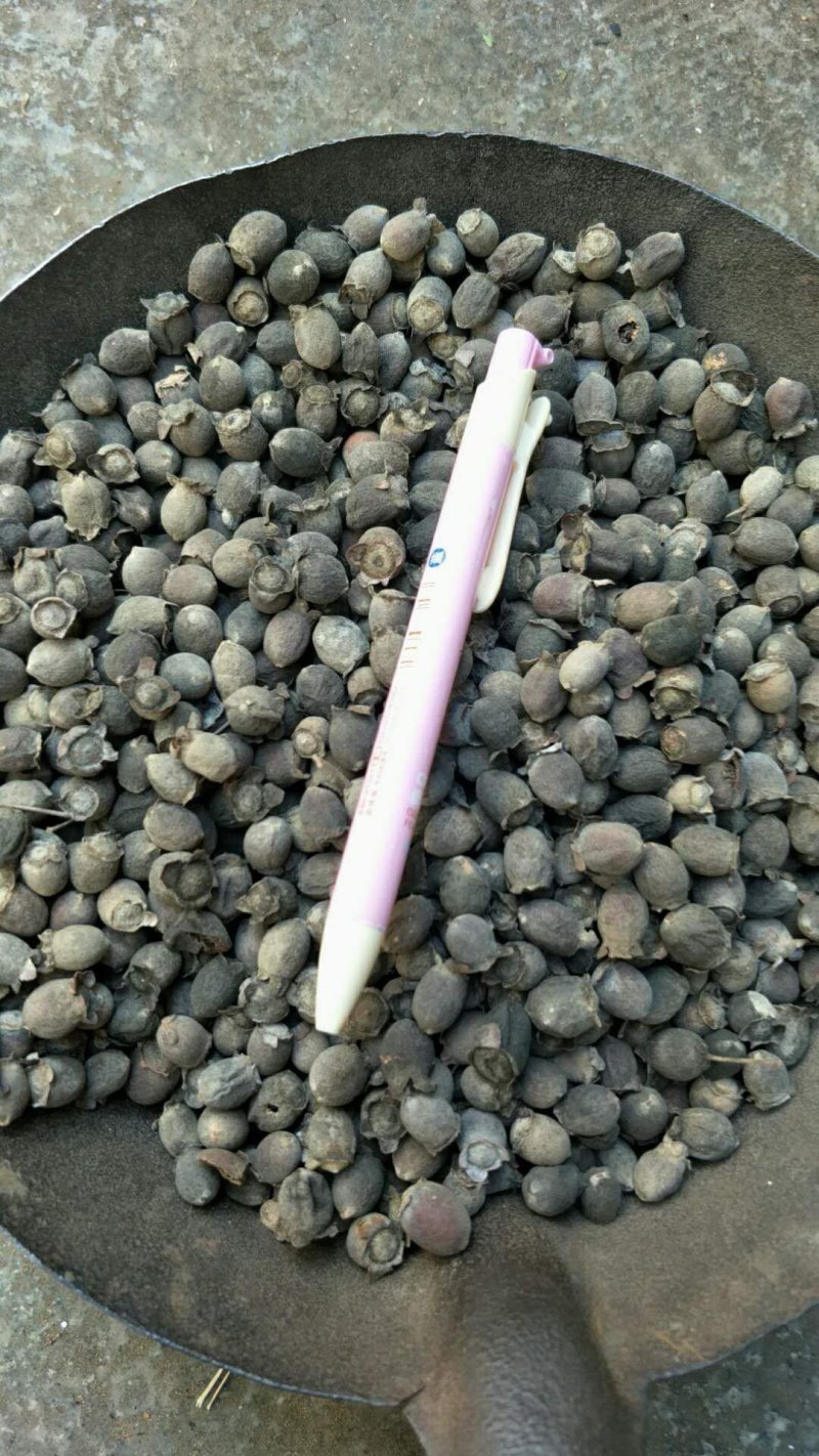 稔子干天然绿色无任何加工