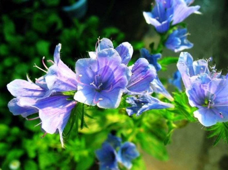 出售花海阳台庭院草籽蓝蓟种子蓝蓟花四季可播