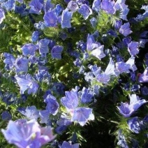 出售花海阳台庭院草籽蓝蓟种子蓝蓟花四季可播