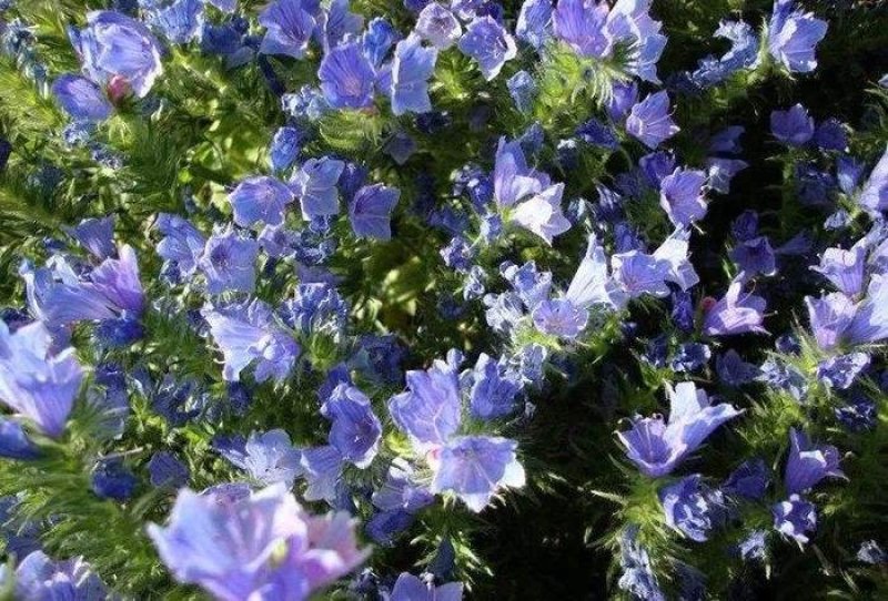 出售花海阳台庭院草籽蓝蓟种子蓝蓟花四季可播