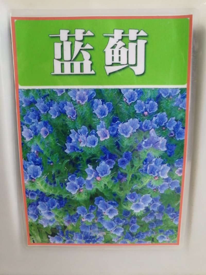 出售花海阳台庭院草籽蓝蓟种子蓝蓟花四季可播