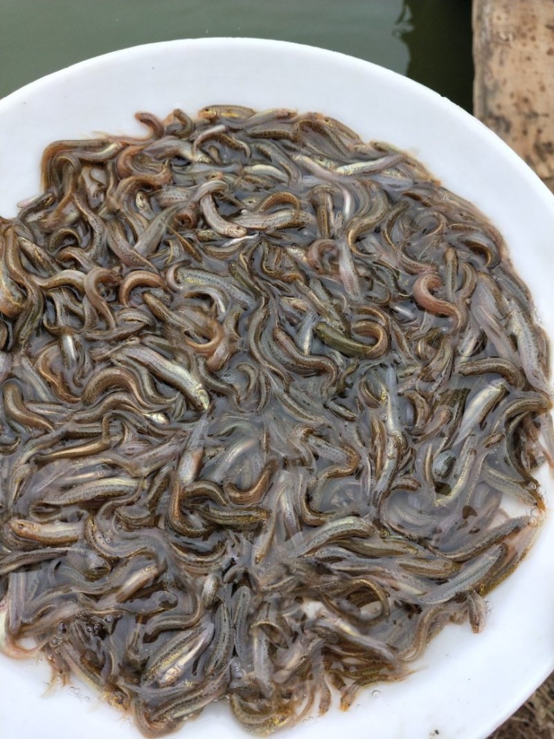 台湾泥鳅苗泥鳅苗商品泥鳅泥鳅苗场广东泥鳅孵化场