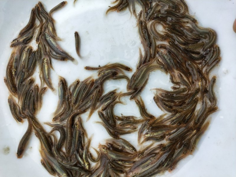 台湾泥鳅苗泥鳅苗商品泥鳅泥鳅苗场广东泥鳅孵化场