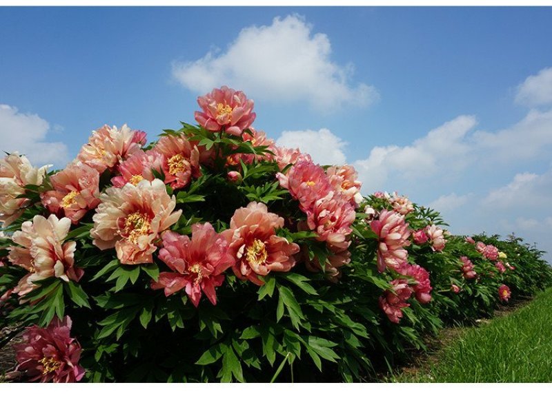 芍药根块多年生花卉盆栽室内观花植物庭院地栽牡丹花苗带芽花