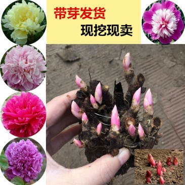 芍药根块多年生花卉盆栽室内观花植物庭院地栽牡丹花苗带芽花