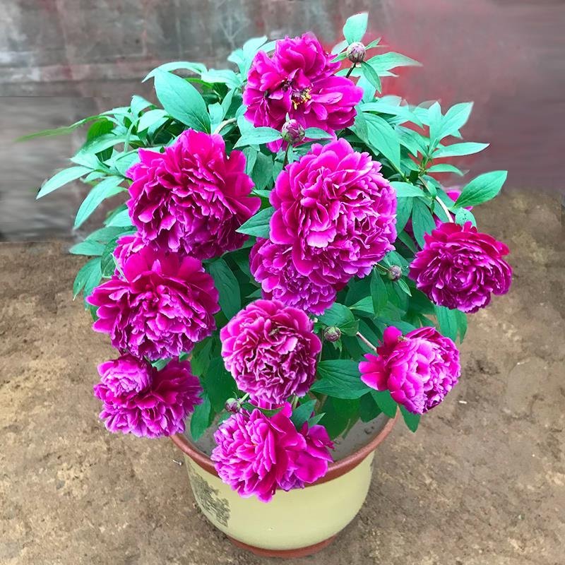 芍药根块多年生花卉盆栽室内观花植物庭院地栽牡丹花苗带芽花