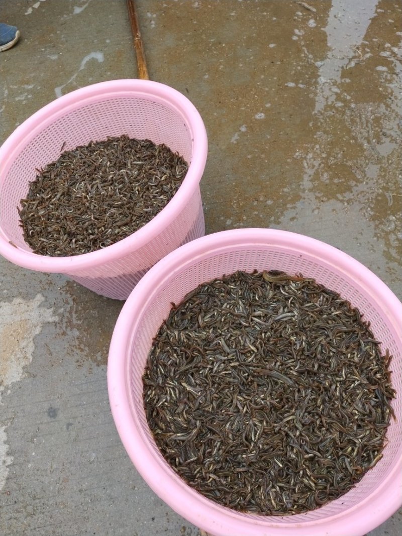 台湾泥鳅苗泥鳅苗商品泥鳅泥鳅苗场广东泥鳅孵化场