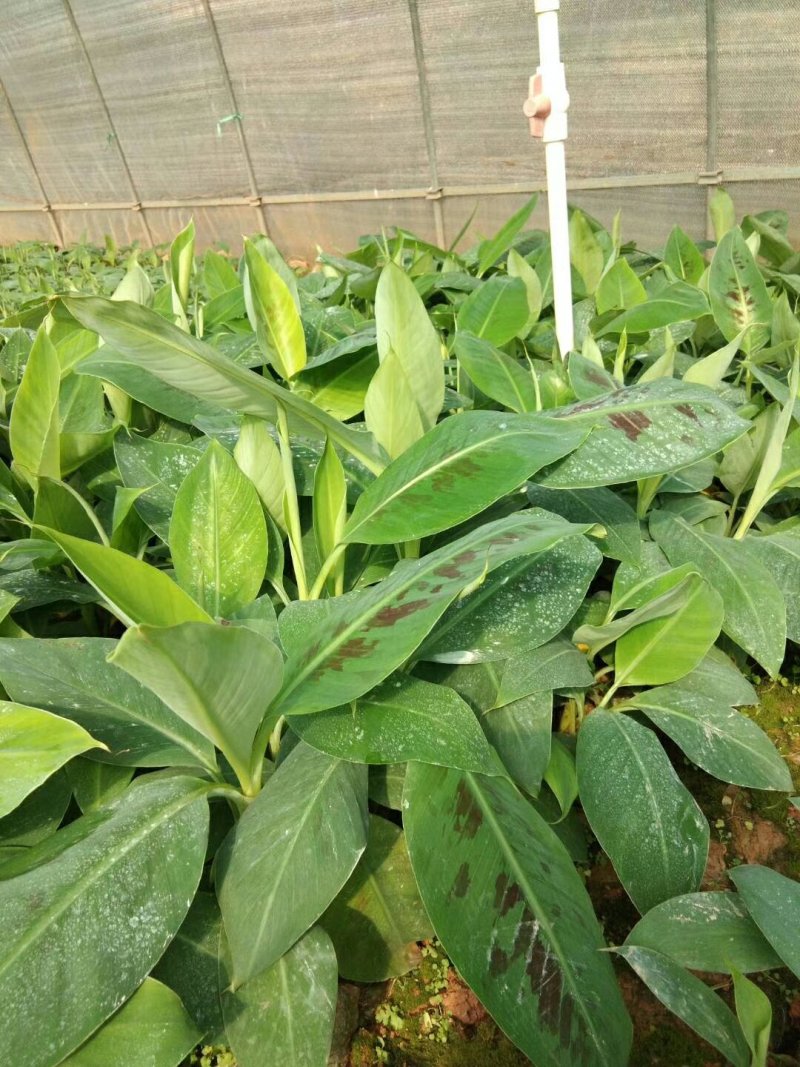 香蕉苗B6香蕉苗西贡蕉苗粉蕉苗