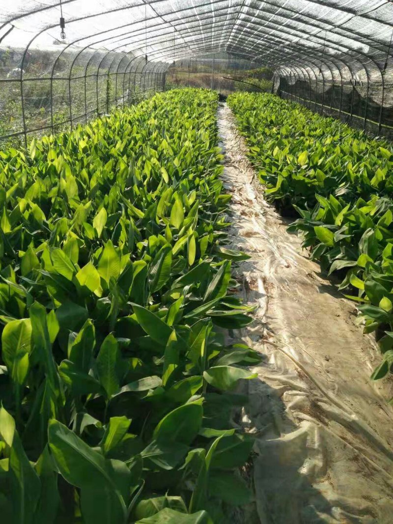 香蕉苗B6香蕉苗西贡蕉苗粉蕉苗