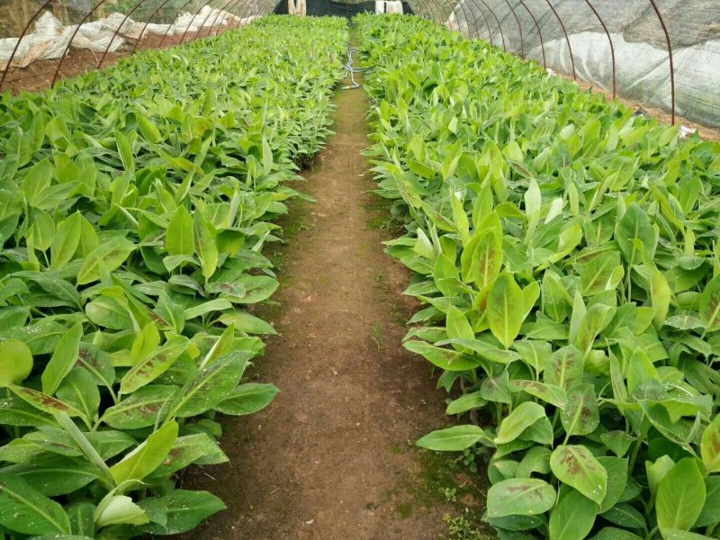 香蕉苗B6香蕉苗西贡蕉苗粉蕉苗