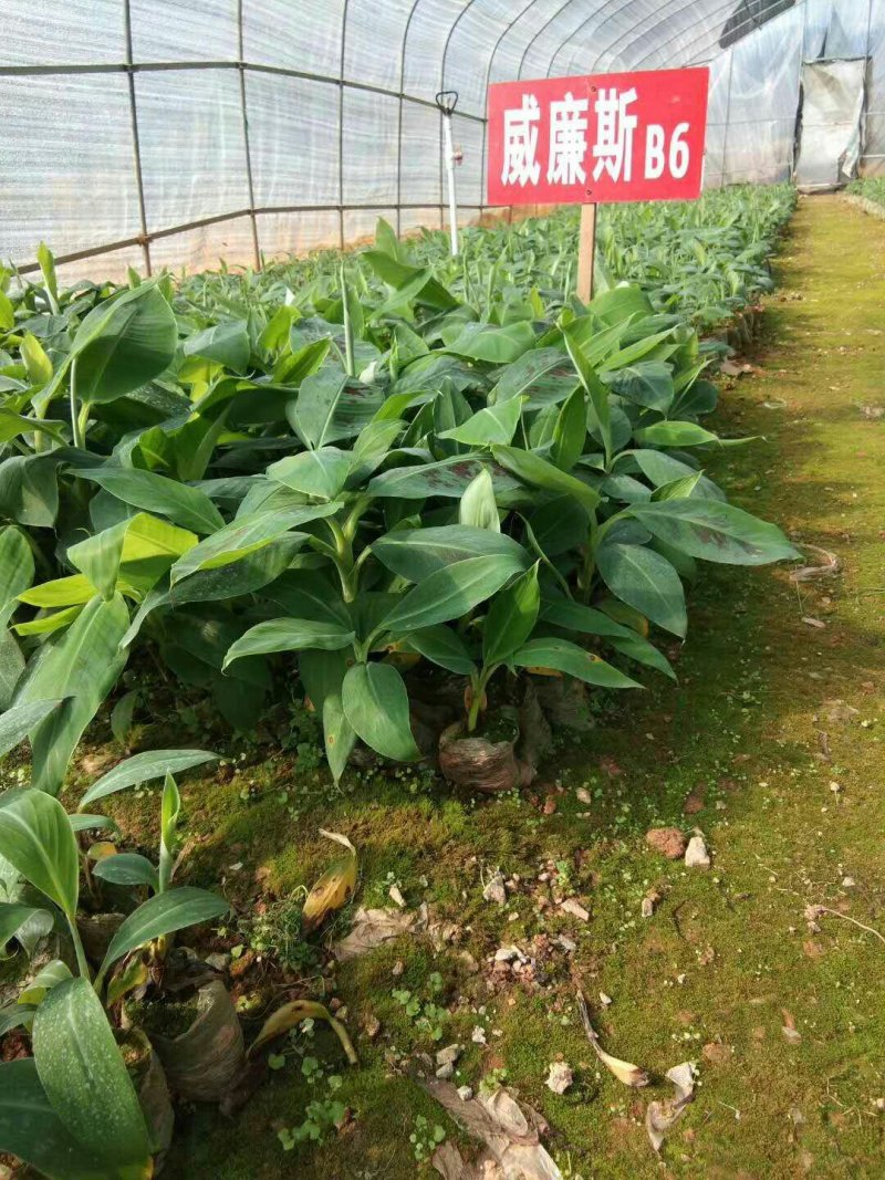 香蕉苗B6香蕉苗西贡蕉苗粉蕉苗