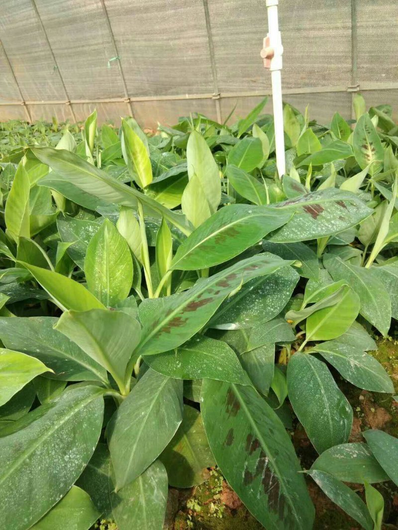 香蕉苗B6香蕉苗西贡蕉苗粉蕉苗