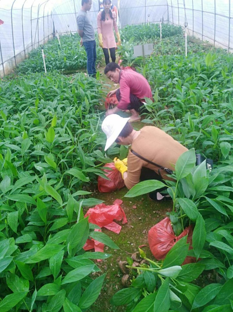 香蕉苗B6香蕉苗西贡蕉苗粉蕉苗