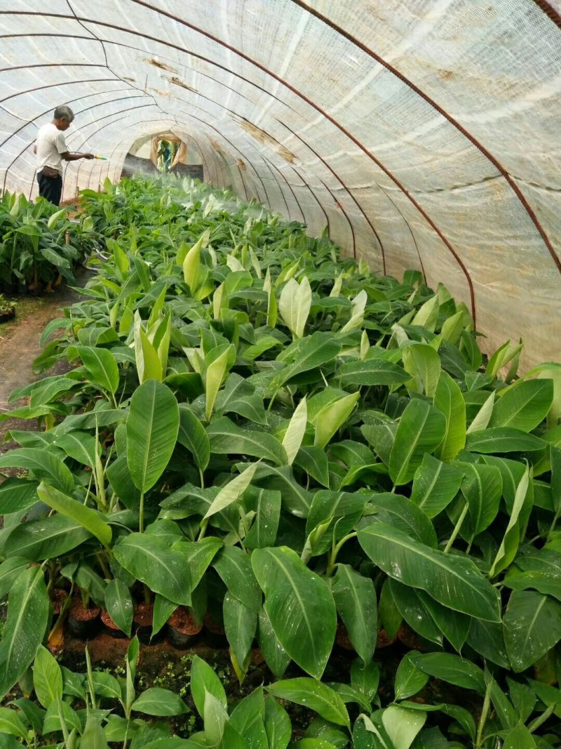 香蕉苗B6香蕉苗西贡蕉苗粉蕉苗