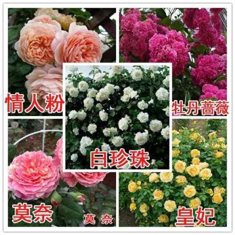 藤本月季花苗爬藤欧月蔷薇大苗庭院植物花卉玫瑰浓香大花四季