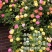 藤本月季花苗爬藤欧月蔷薇大苗庭院植物花卉玫瑰浓香大花四季