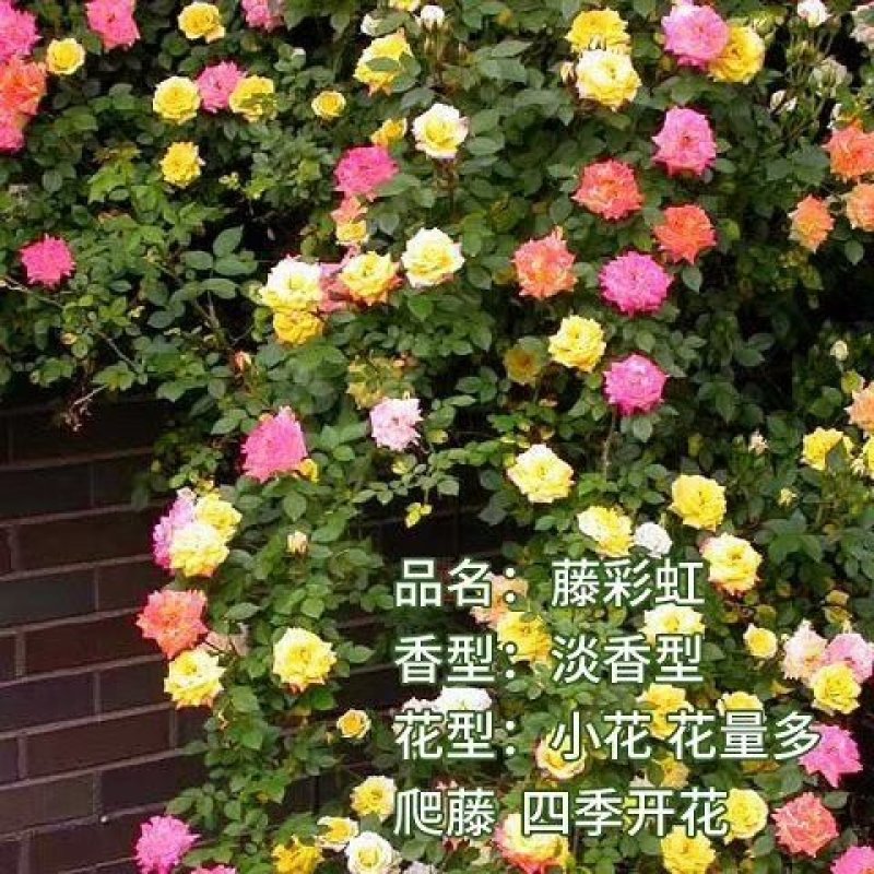 藤本月季花苗爬藤欧月蔷薇大苗庭院植物花卉玫瑰浓香大花四季