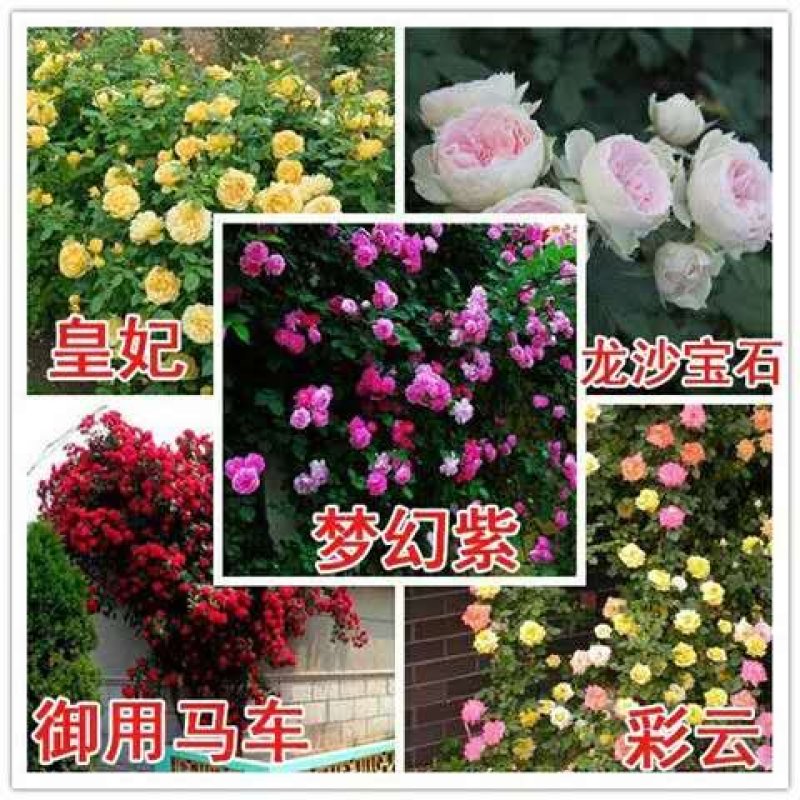 藤本月季花苗爬藤欧月蔷薇大苗庭院植物花卉玫瑰浓香大花四季