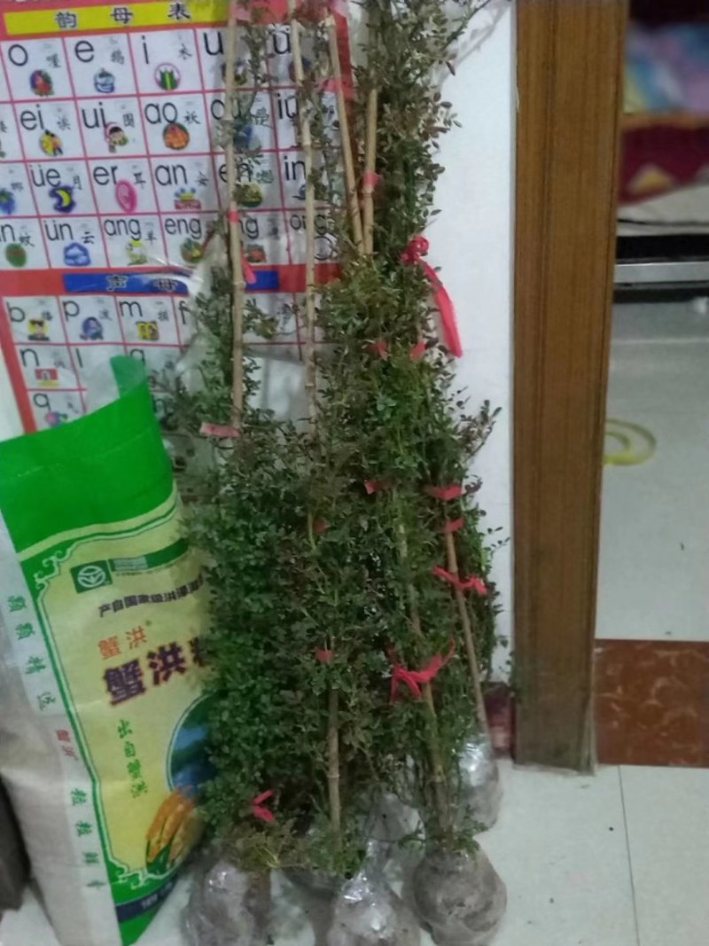 藤本月季花苗爬藤欧月蔷薇大苗庭院植物花卉玫瑰浓香大花四季