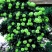 藤本月季花苗爬藤欧月蔷薇大苗庭院植物花卉玫瑰浓香大花四季