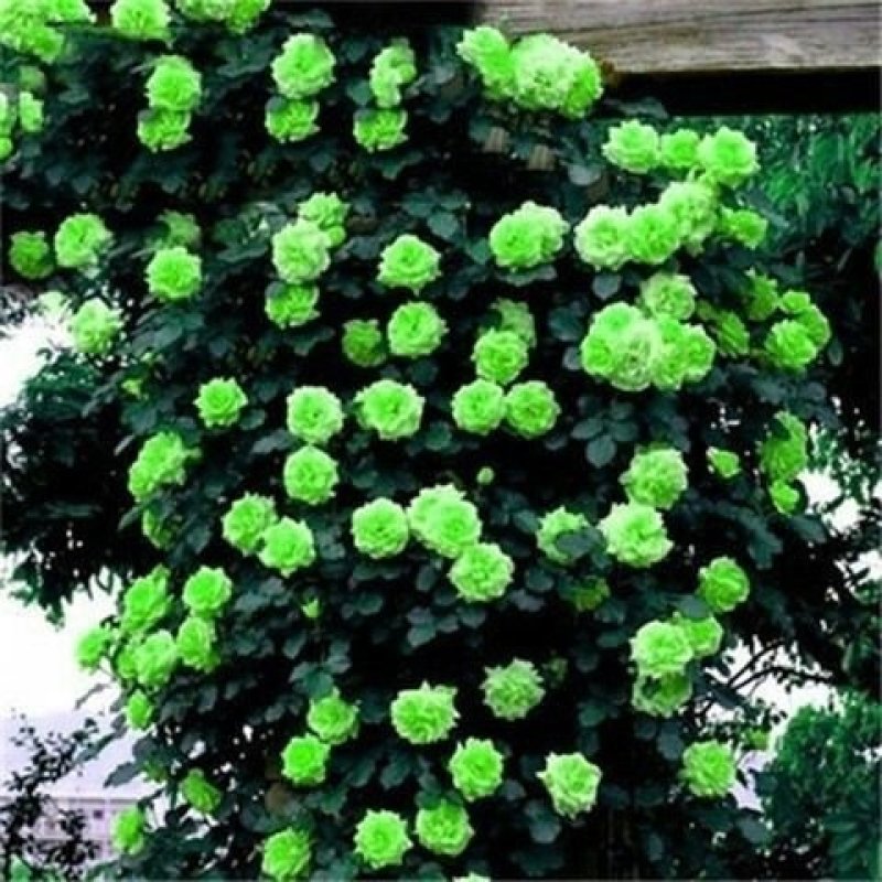 藤本月季花苗爬藤欧月蔷薇大苗庭院植物花卉玫瑰浓香大花四季