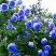 藤本月季花苗爬藤欧月蔷薇大苗庭院植物花卉玫瑰浓香大花四季