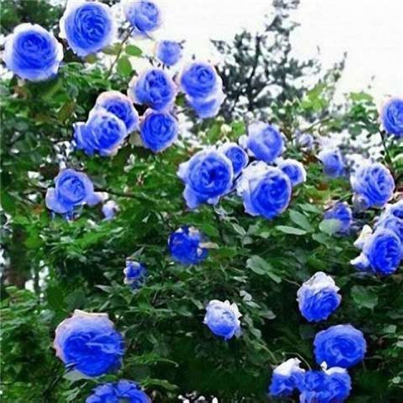 藤本月季花苗爬藤欧月蔷薇大苗庭院植物花卉玫瑰浓香大花四季