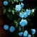 藤本月季花苗爬藤欧月蔷薇大苗庭院植物花卉玫瑰浓香大花四季