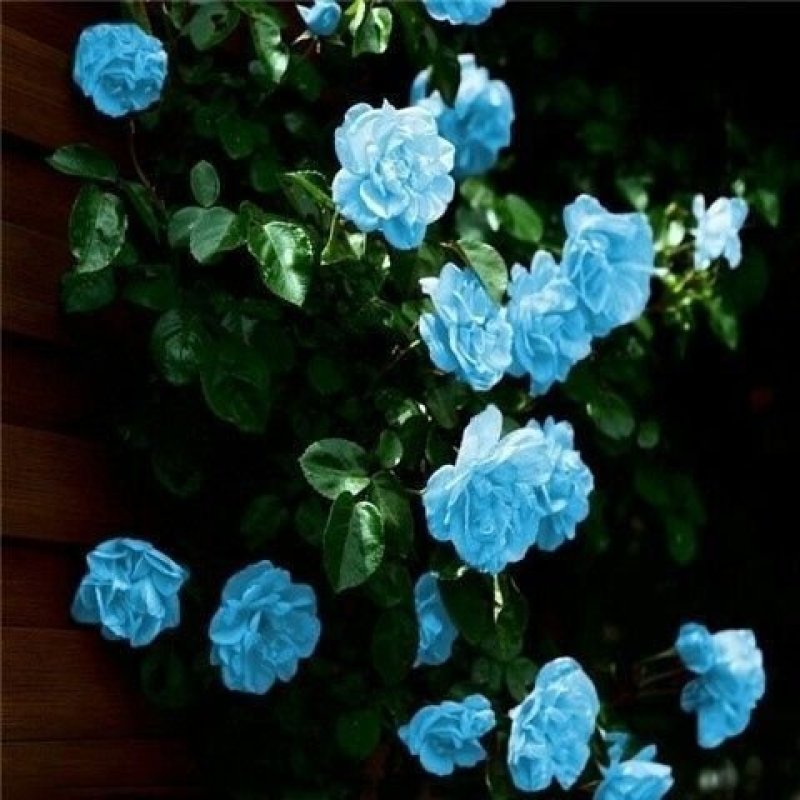 藤本月季花苗爬藤欧月蔷薇大苗庭院植物花卉玫瑰浓香大花四季