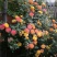 藤本月季花苗爬藤欧月蔷薇大苗庭院植物花卉玫瑰浓香大花四季