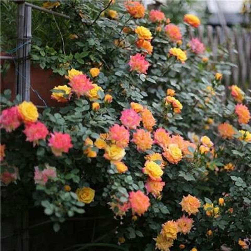 藤本月季花苗爬藤欧月蔷薇大苗庭院植物花卉玫瑰浓香大花四季