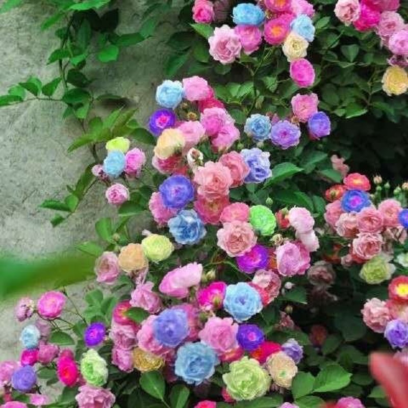 藤本月季花苗爬藤欧月蔷薇大苗庭院植物花卉玫瑰浓香大花四季