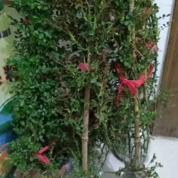 藤本月季花苗爬藤欧月蔷薇大苗庭院植物花卉玫瑰浓香大花四季