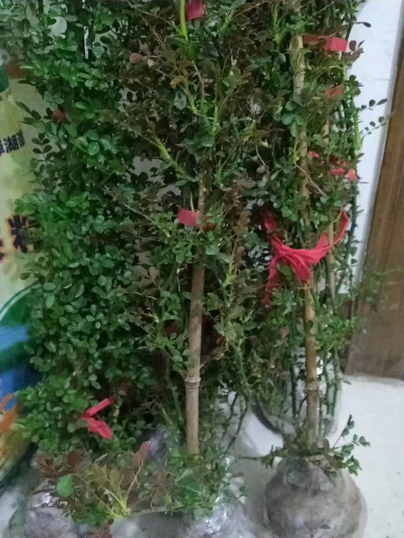 藤本月季花苗爬藤欧月蔷薇大苗庭院植物花卉玫瑰浓香大花四季