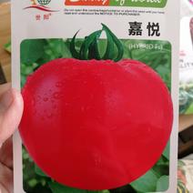 【优质】国产嘉悦番茄种子大红果番茄口感好耐运输