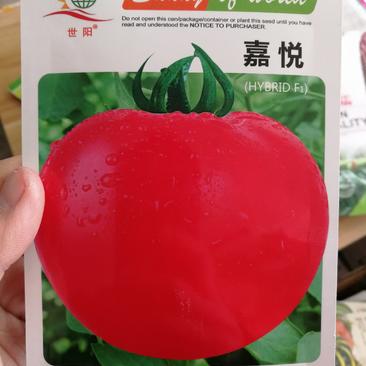 【优质】国产嘉悦番茄种子大红果番茄口感好耐运输