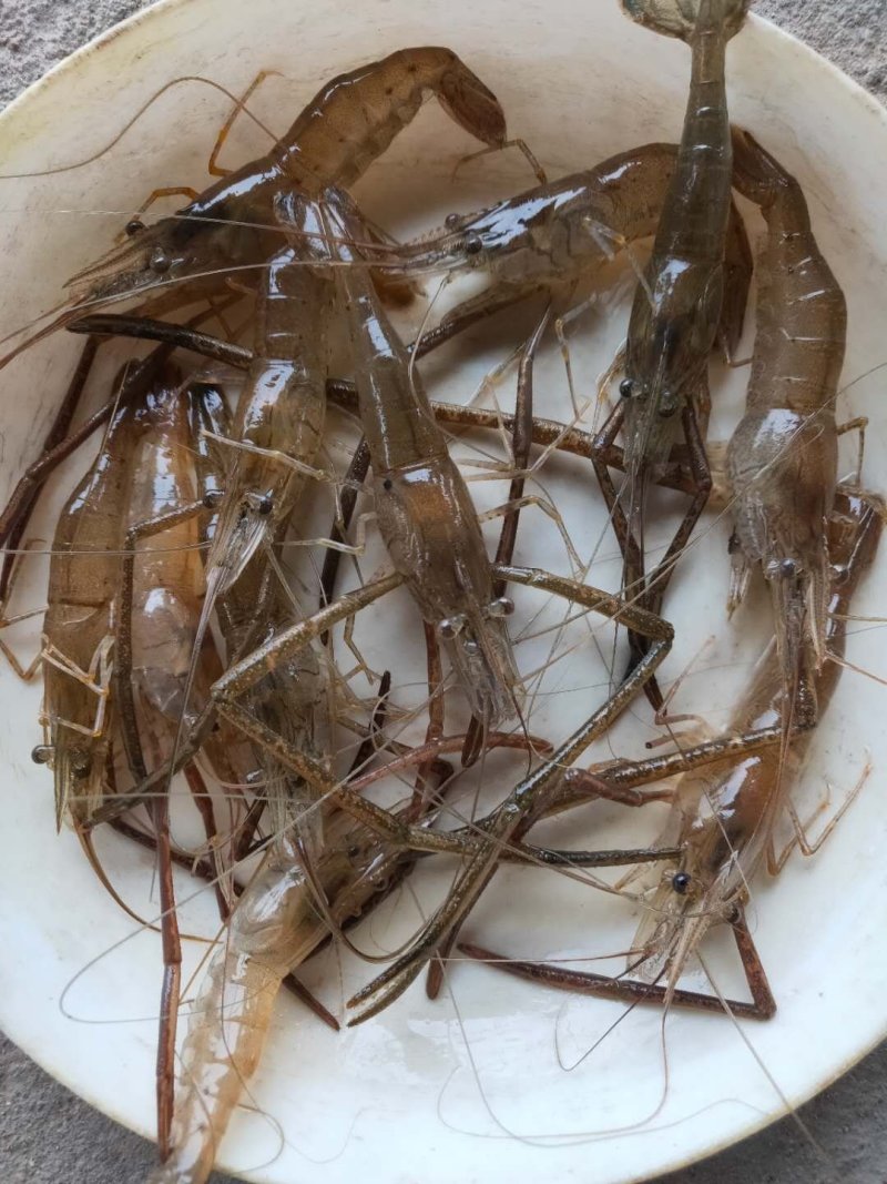 青虾.草虾苗，罗氏沼虾苗，河虾苗支持全国各地发货