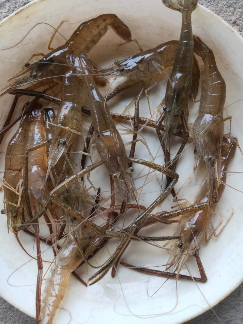青虾.草虾苗，罗氏沼虾苗，河虾苗支持全国各地发货