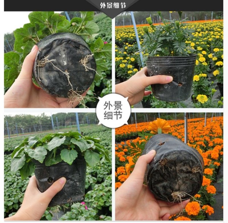 营养钵育苗袋营养袋营养杯育苗盆种植穴盆育苗盘花盆一次性加