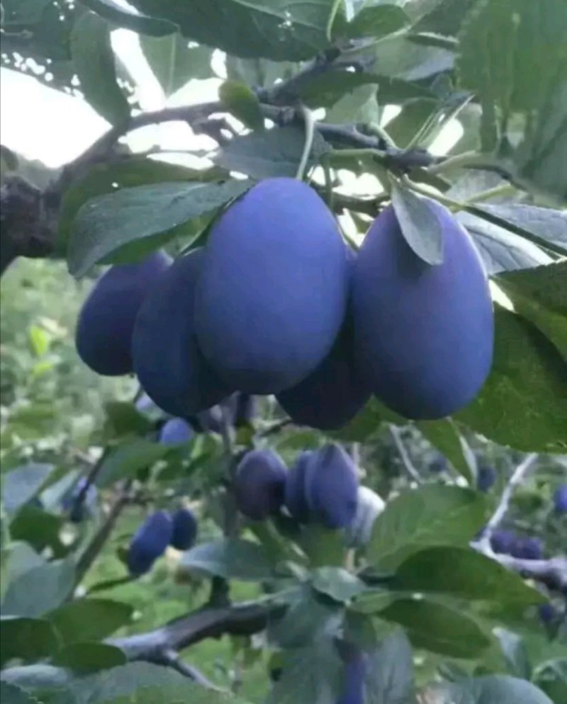 西梅苗大量现货供应可以实地考察