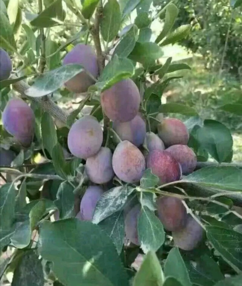 西梅苗大量现货供应可以实地考察