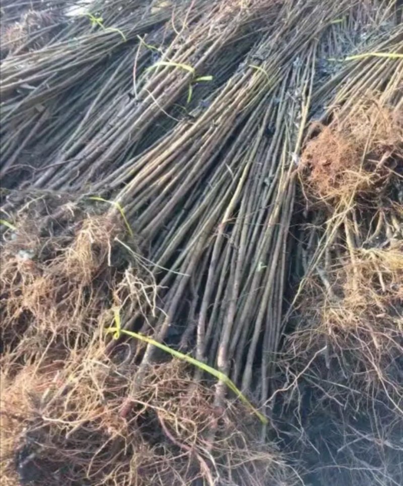 西梅苗大量现货供应可以实地考察