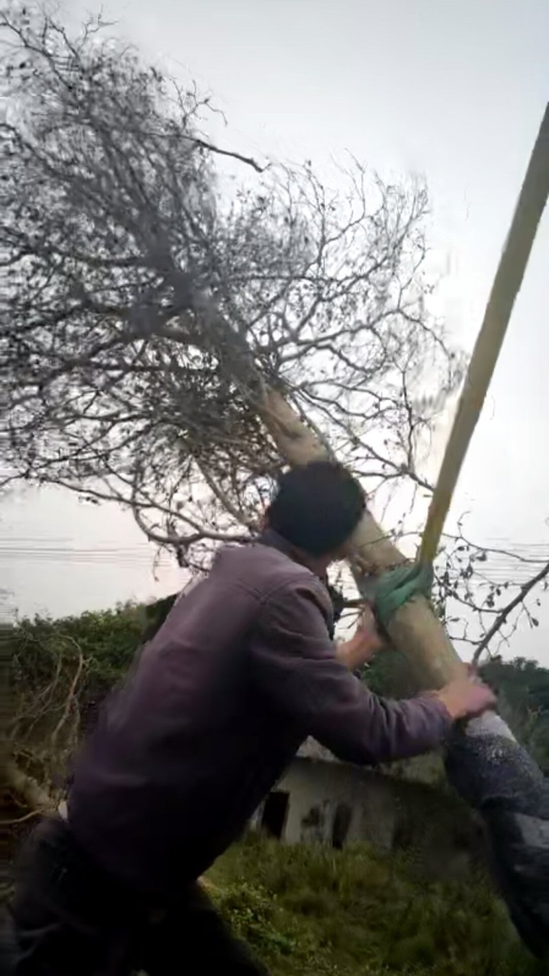 小叶揽仁