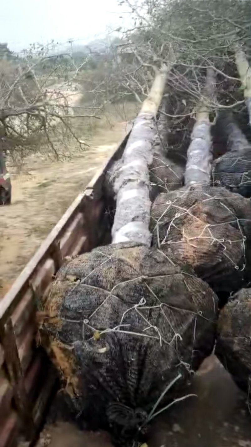 小叶揽仁