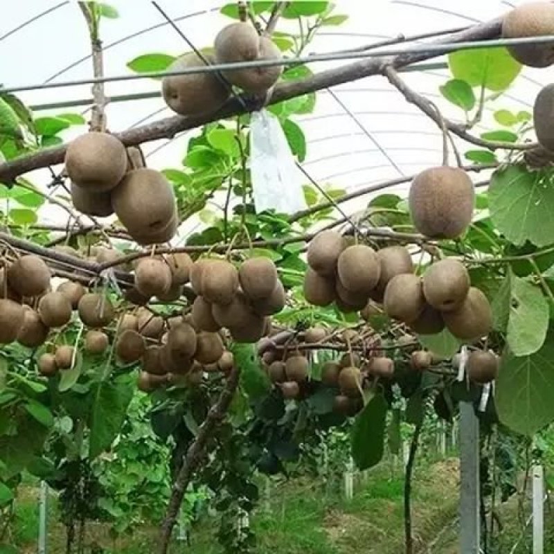 正宗红心猕猴桃树嫁接苗绿心黄心猕猴桃树苗果苗南北方种植