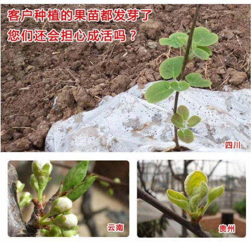 正宗红心猕猴桃树嫁接苗绿心黄心猕猴桃树苗果苗南北方种植