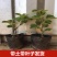 正宗红心猕猴桃树嫁接苗绿心黄心猕猴桃树苗果苗南北方种植