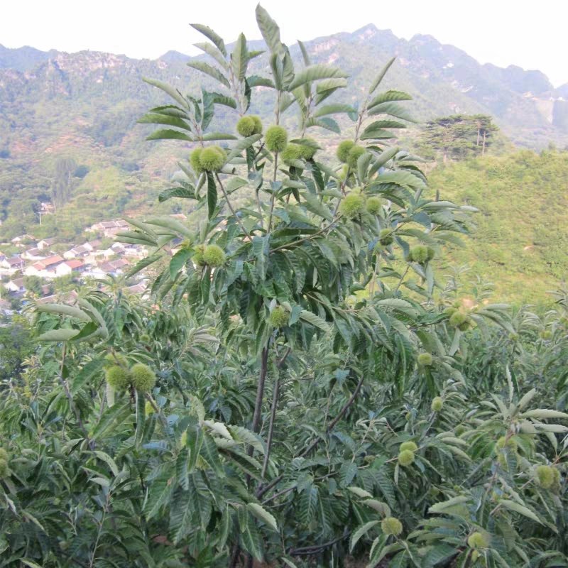 板栗苗树嫁接地栽南方北方种植大红袍当年结果特大板栗树果树